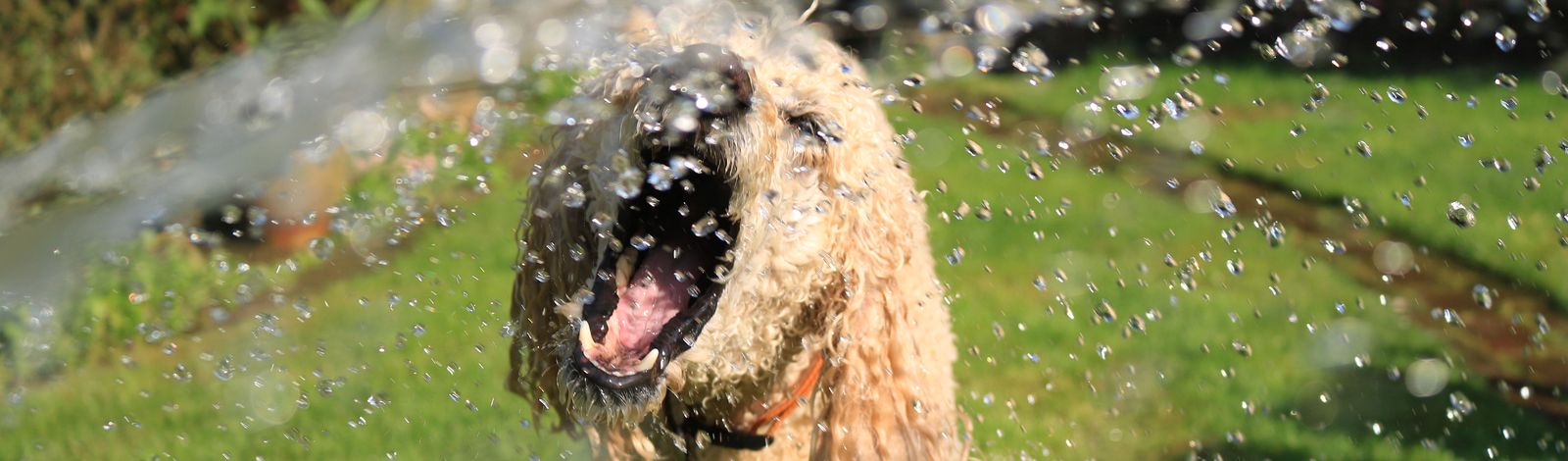A soaking wet dog catching water from a sprinkler