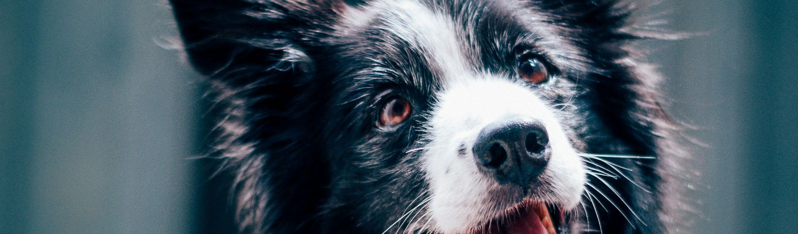 A border collie looking straight at the camera