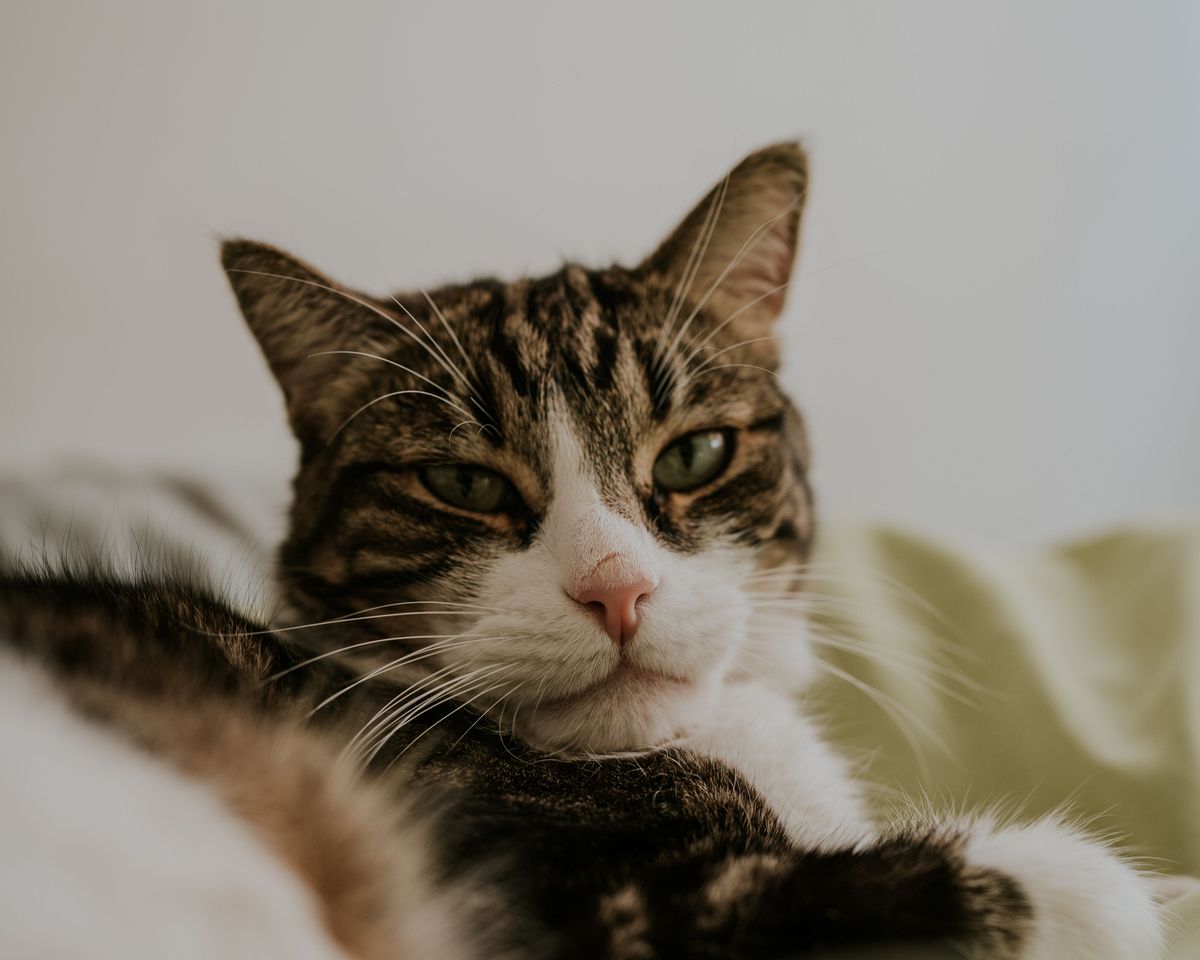 A tabby cat resting on a blanket